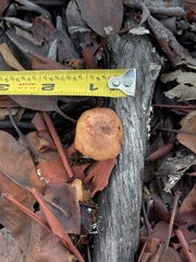 Tricholoma fracticum