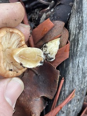 Tricholoma fracticum
