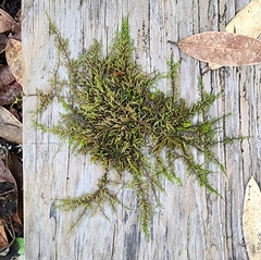 Dendroalsia abietina