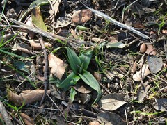 Orchis mascula