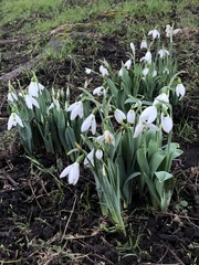 Galanthus elwesii