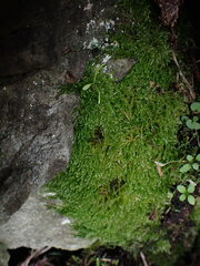 Pseudisothecium cristatum