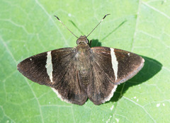 Thorybes cincta