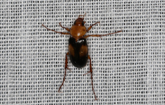 Phyllotocus bimaculatus