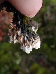 Peltigera britannica