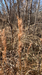 Andropogon glomeratus