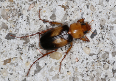 Phyllotocus bimaculatus