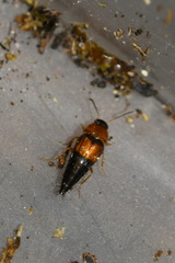 Tachyporus solutus