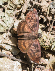 Anastrus sempiternus