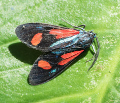Cyanopepla bella