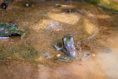 Lithobates vaillanti