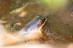Lithobates vaillanti