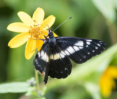Catasticta teutila