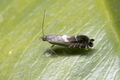 Glyphipteriginae