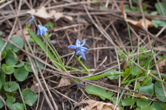 Scilla siberica