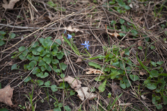 Scilla siberica
