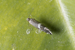 Glyphipteriginae