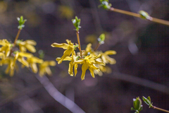 Forsythia suspensa