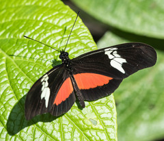 Heliconius hortense