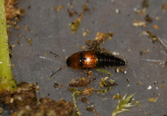 Tachyporus solutus