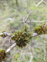 Cryphaea heteromalla