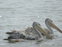 Pelecanus rufescens