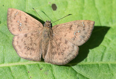 Carrhenes callipetes