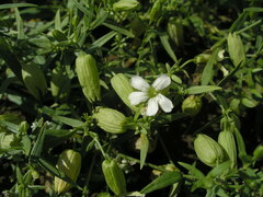 Silene procumbens
