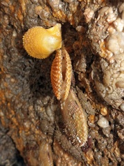 Mimachlamys varia