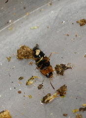 Tachyporus solutus