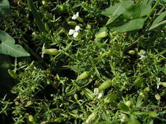 Silene procumbens