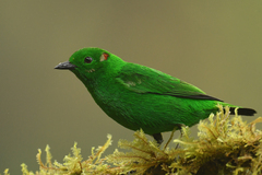 Chlorochrysa phoenicotis