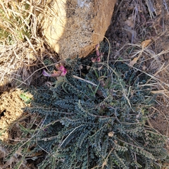 Astragalus tephrodes