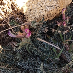 Astragalus tephrodes