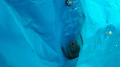 Muscardinus avellanarius