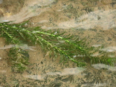 Hydrilla verticillata