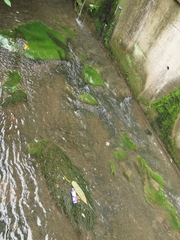 Hydrilla verticillata