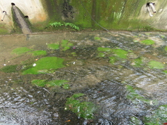 Hydrilla verticillata