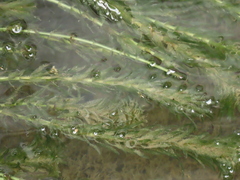 Hydrilla verticillata