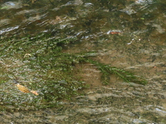 Hydrilla verticillata