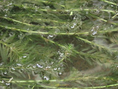 Hydrilla verticillata