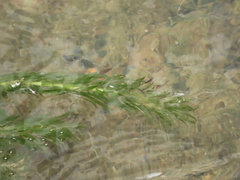Hydrilla verticillata