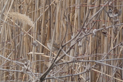 Passerculus sandwichensis