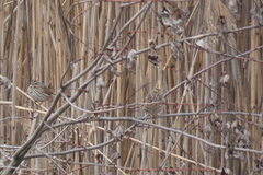 Passerculus sandwichensis
