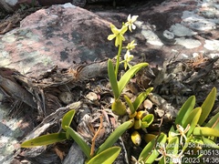 Prosthechea moojenii