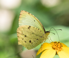 Abaeis salome jamapa