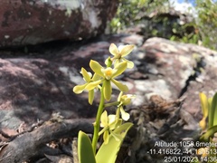 Prosthechea moojenii