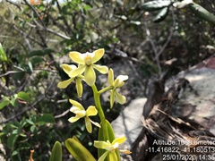 Prosthechea moojenii