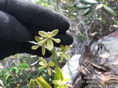 Prosthechea moojenii