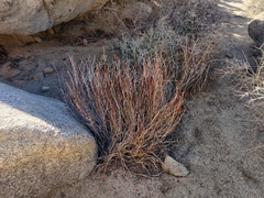 Eriogonum fasciculatum polifolium